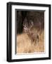 A White Tailed Deer Stays Alert to Predators in Choke Canyon State Park in Texas-John Alves-Framed Photographic Print