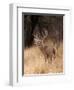 A White Tailed Deer Stays Alert to Predators in Choke Canyon State Park in Texas-John Alves-Framed Photographic Print