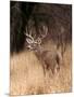 A White Tailed Deer Stays Alert to Predators in Choke Canyon State Park in Texas-John Alves-Mounted Photographic Print