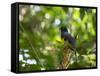 A White Tailed Trogon, Trogon Chionurus, Rests on a Branch in Ubatuba, Brazil-Alex Saberi-Framed Stretched Canvas