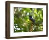 A White Tailed Trogon, Trogon Chionurus, Rests on a Branch in Ubatuba, Brazil-Alex Saberi-Framed Photographic Print