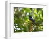 A White Tailed Trogon, Trogon Chionurus, Rests on a Branch in Ubatuba, Brazil-Alex Saberi-Framed Photographic Print