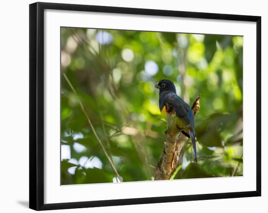 A White Tailed Trogon, Trogon Chionurus, Rests on a Branch in Ubatuba, Brazil-Alex Saberi-Framed Photographic Print