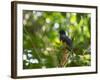 A White Tailed Trogon, Trogon Chionurus, Rests on a Branch in Ubatuba, Brazil-Alex Saberi-Framed Photographic Print