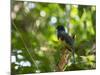 A White Tailed Trogon, Trogon Chionurus, Rests on a Branch in Ubatuba, Brazil-Alex Saberi-Mounted Photographic Print