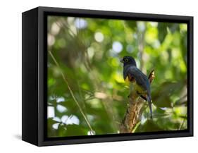 A White Tailed Trogon, Trogon Chionurus, Rests on a Branch in Ubatuba, Brazil-Alex Saberi-Framed Stretched Canvas