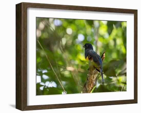 A White Tailed Trogon, Trogon Chionurus, Rests on a Branch in Ubatuba, Brazil-Alex Saberi-Framed Photographic Print