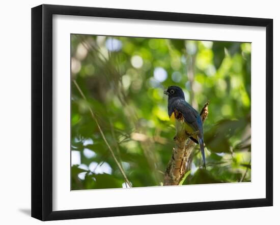 A White Tailed Trogon, Trogon Chionurus, Rests on a Branch in Ubatuba, Brazil-Alex Saberi-Framed Photographic Print