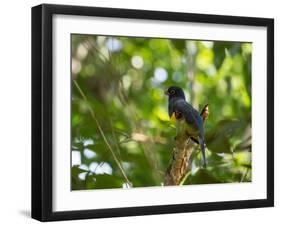 A White Tailed Trogon, Trogon Chionurus, Rests on a Branch in Ubatuba, Brazil-Alex Saberi-Framed Photographic Print