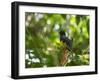 A White Tailed Trogon, Trogon Chionurus, Rests on a Branch in Ubatuba, Brazil-Alex Saberi-Framed Photographic Print