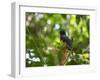 A White Tailed Trogon, Trogon Chionurus, Rests on a Branch in Ubatuba, Brazil-Alex Saberi-Framed Photographic Print