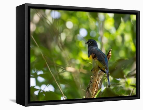 A White Tailed Trogon, Trogon Chionurus, Rests on a Branch in Ubatuba, Brazil-Alex Saberi-Framed Stretched Canvas