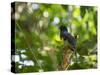 A White Tailed Trogon, Trogon Chionurus, Rests on a Branch in Ubatuba, Brazil-Alex Saberi-Stretched Canvas