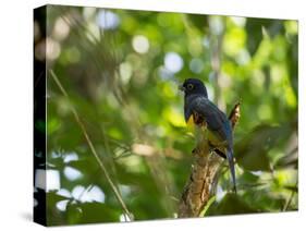 A White Tailed Trogon, Trogon Chionurus, Rests on a Branch in Ubatuba, Brazil-Alex Saberi-Stretched Canvas