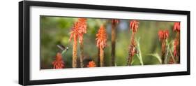 A White-Throated Hummingbird and Bananaquit, Coereba Flaveola, on Plant-Alex Saberi-Framed Photographic Print