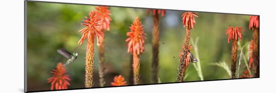 A White-Throated Hummingbird and Bananaquit, Coereba Flaveola, on Plant-Alex Saberi-Mounted Photographic Print