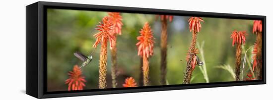 A White-Throated Hummingbird and Bananaquit, Coereba Flaveola, on Plant-Alex Saberi-Framed Stretched Canvas