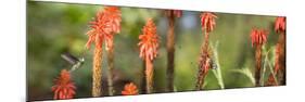 A White-Throated Hummingbird and Bananaquit, Coereba Flaveola, on Plant-Alex Saberi-Mounted Photographic Print