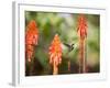 A White-Throated Hummingbird Feeds from Flower in Ibirapuera Park-Alex Saberi-Framed Photographic Print