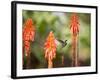 A White-Throated Hummingbird Feeds from Flower in Ibirapuera Park-Alex Saberi-Framed Photographic Print