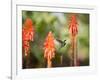 A White-Throated Hummingbird Feeds from Flower in Ibirapuera Park-Alex Saberi-Framed Photographic Print