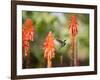 A White-Throated Hummingbird Feeds from Flower in Ibirapuera Park-Alex Saberi-Framed Photographic Print