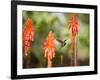 A White-Throated Hummingbird Feeds from Flower in Ibirapuera Park-Alex Saberi-Framed Photographic Print