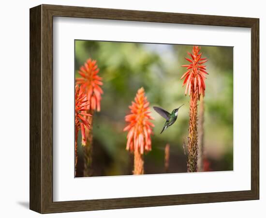 A White-Throated Hummingbird Feeds from Flower in Ibirapuera Park-Alex Saberi-Framed Photographic Print