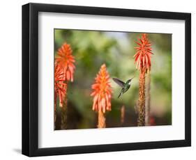 A White-Throated Hummingbird Feeds from Flower in Ibirapuera Park-Alex Saberi-Framed Photographic Print