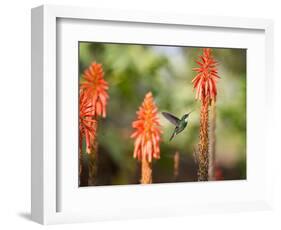 A White-Throated Hummingbird Feeds from Flower in Ibirapuera Park-Alex Saberi-Framed Photographic Print