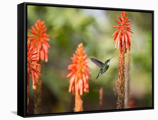 A White-Throated Hummingbird Feeds from Flower in Ibirapuera Park-Alex Saberi-Framed Stretched Canvas