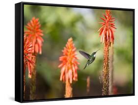 A White-Throated Hummingbird Feeds from Flower in Ibirapuera Park-Alex Saberi-Framed Stretched Canvas