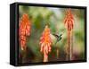 A White-Throated Hummingbird Feeds from Flower in Ibirapuera Park-Alex Saberi-Framed Stretched Canvas