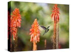 A White-Throated Hummingbird Feeds from Flower in Ibirapuera Park-Alex Saberi-Stretched Canvas