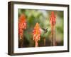 A White-Throated Hummingbird Feeds from Flower in Ibirapuera Park-Alex Saberi-Framed Premium Photographic Print