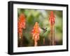 A White-Throated Hummingbird Feeds from Flower in Ibirapuera Park-Alex Saberi-Framed Premium Photographic Print