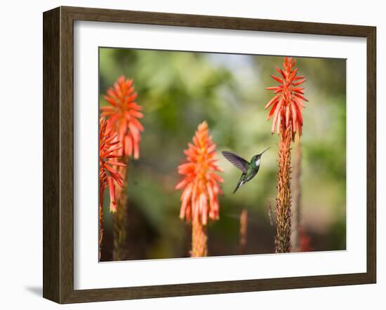 A White-Throated Hummingbird Feeds from Flower in Ibirapuera Park-Alex Saberi-Framed Photographic Print