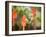 A White-Throated Hummingbird Feeds from Flower in Ibirapuera Park-Alex Saberi-Framed Photographic Print