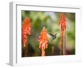 A White-Throated Hummingbird Feeds from Flower in Ibirapuera Park-Alex Saberi-Framed Photographic Print