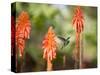 A White-Throated Hummingbird Feeds from Flower in Ibirapuera Park-Alex Saberi-Stretched Canvas