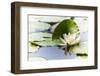 A White Water Lily Blossom-Petra Daisenberger-Framed Photographic Print