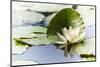 A White Water Lily Blossom-Petra Daisenberger-Mounted Photographic Print