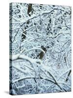 A Whitetail Deer Peers Through Snow Covered Tree Branches-null-Stretched Canvas