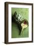 A Whole and a Half Artichoke on Green Background-Studio DHS-Framed Photographic Print