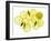 A Whole Lemon, Lemon Slices and Leaves-Petr Gross-Framed Photographic Print