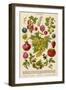 A Whole Page of Berries-null-Framed Art Print