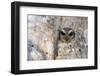 A wild adult bare-legged owl (Margarobyas lawrencii), endemic to Cuba, Zapata National Park, Cuba, -Michael Nolan-Framed Photographic Print