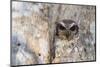 A wild adult bare-legged owl (Margarobyas lawrencii), endemic to Cuba, Zapata National Park, Cuba, -Michael Nolan-Mounted Photographic Print