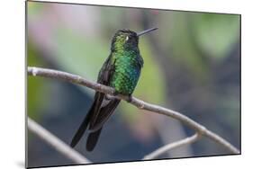 A wild adult Cuban emerald hummingbird (Chlorostilbon ricordii), Zapata National Park, Cuba, West I-Michael Nolan-Mounted Photographic Print