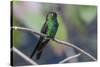 A wild adult Cuban emerald hummingbird (Chlorostilbon ricordii), Zapata National Park, Cuba, West I-Michael Nolan-Stretched Canvas